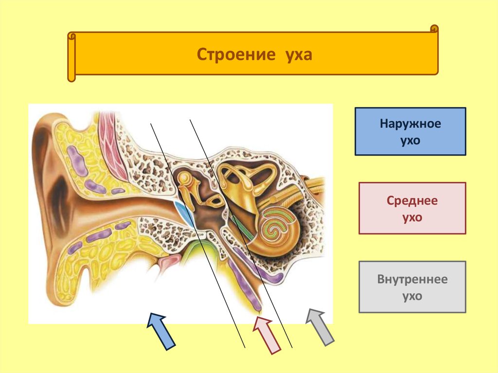 Внутреннее ухо расположено в полости кости. Строение среднего уха человека анатомия. Строение наружного среднего и внутреннего уха. Строение внутреннего уха орган слуха. Наружное ухо среднее ухо внутреннее ухо строение.