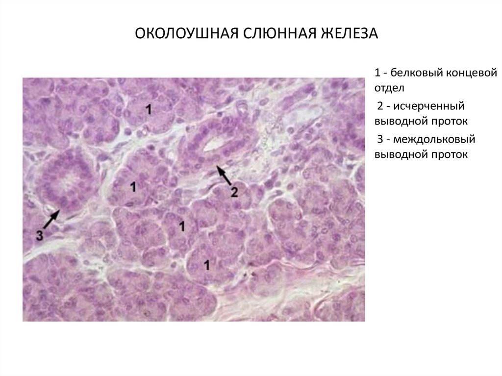 Эндокринная железа гистология