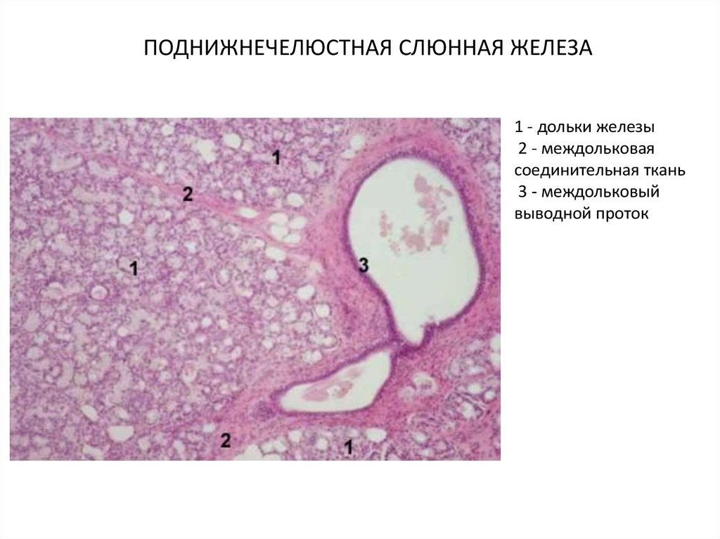 Подъязычная слюнная железа фото