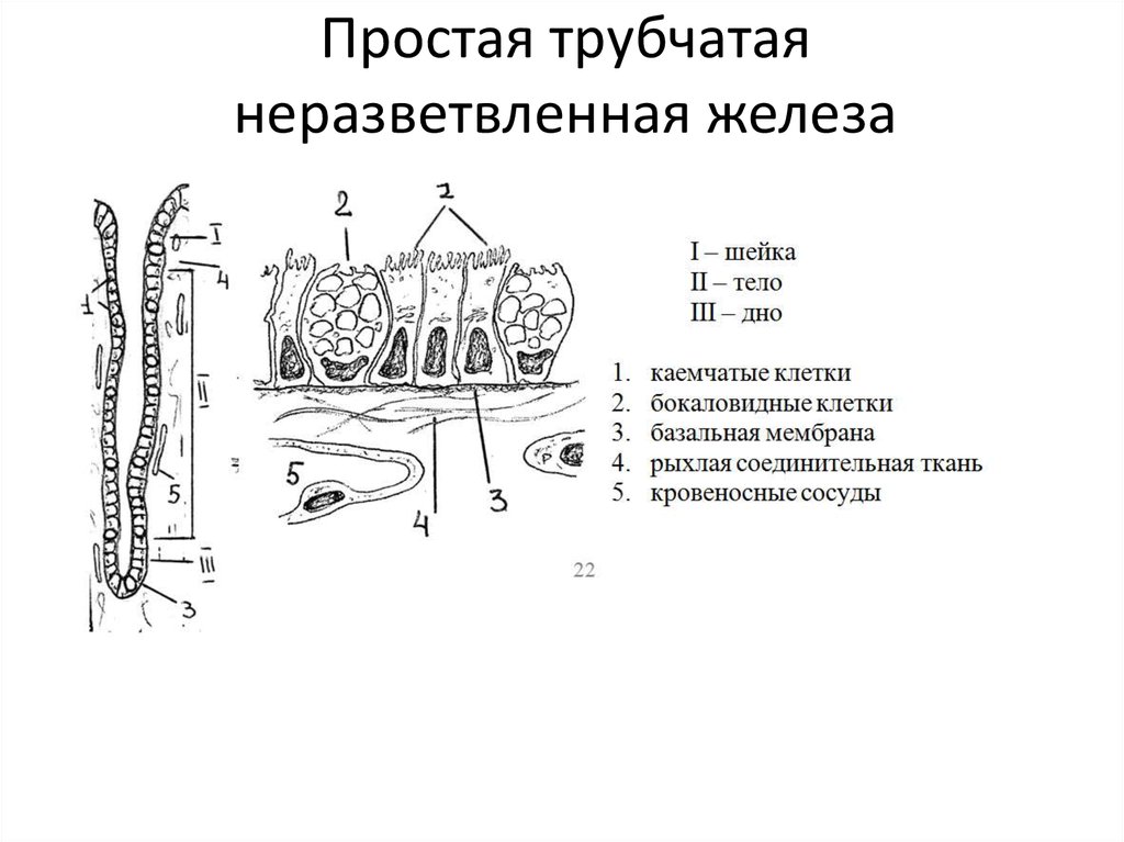 Простые трубчатые железы. Простая трубчатая железа строение. Простая неразветвленная трубчатая железа. Простая неразветвленная трубчатая железа матки. Строение трубчатой железы.