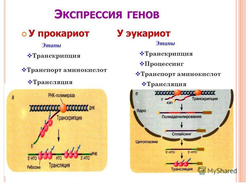 Экспрессия прокариот. Регуляция экспрессии генов у эукариот. Особенности экспрессии генов у прокариот. Механизмы регуляции экспрессии генов у эукариот. Регуляция экспрессии генов у прокариот и эукариот.