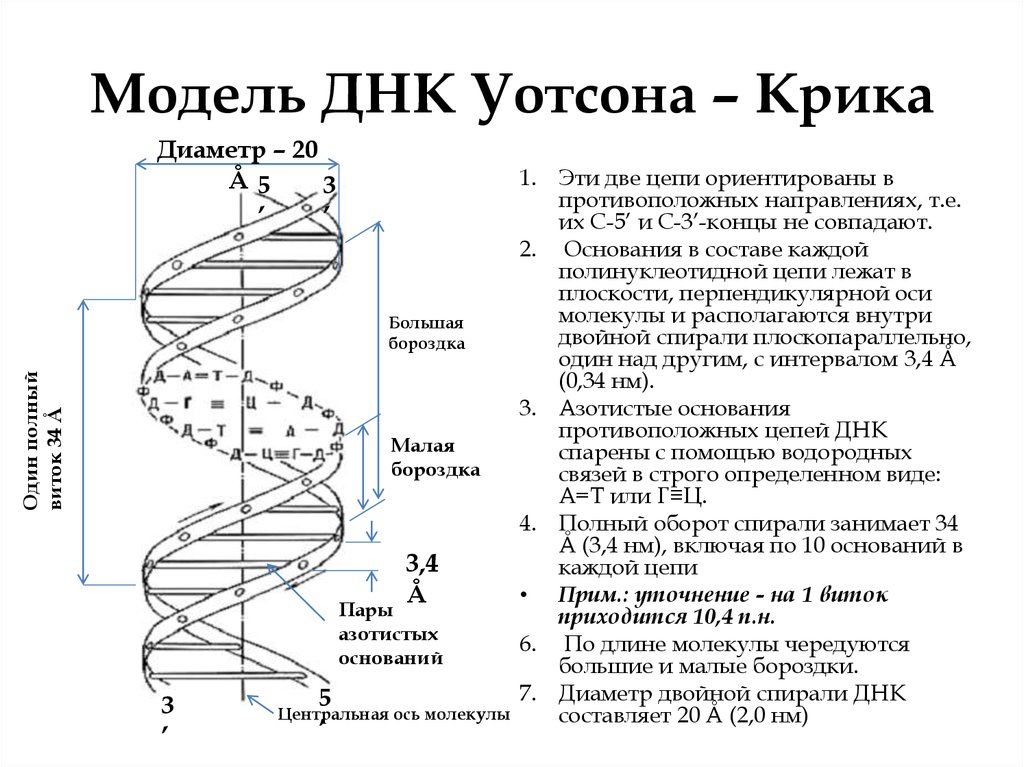 Структура белка днк. Модель ДНК Уотсона и крика. Модель структуры ДНК по Уотсону и крику. Пространственная модель ДНК Уотсона-крика. Модель структуры ДНК Уотсона-крика.