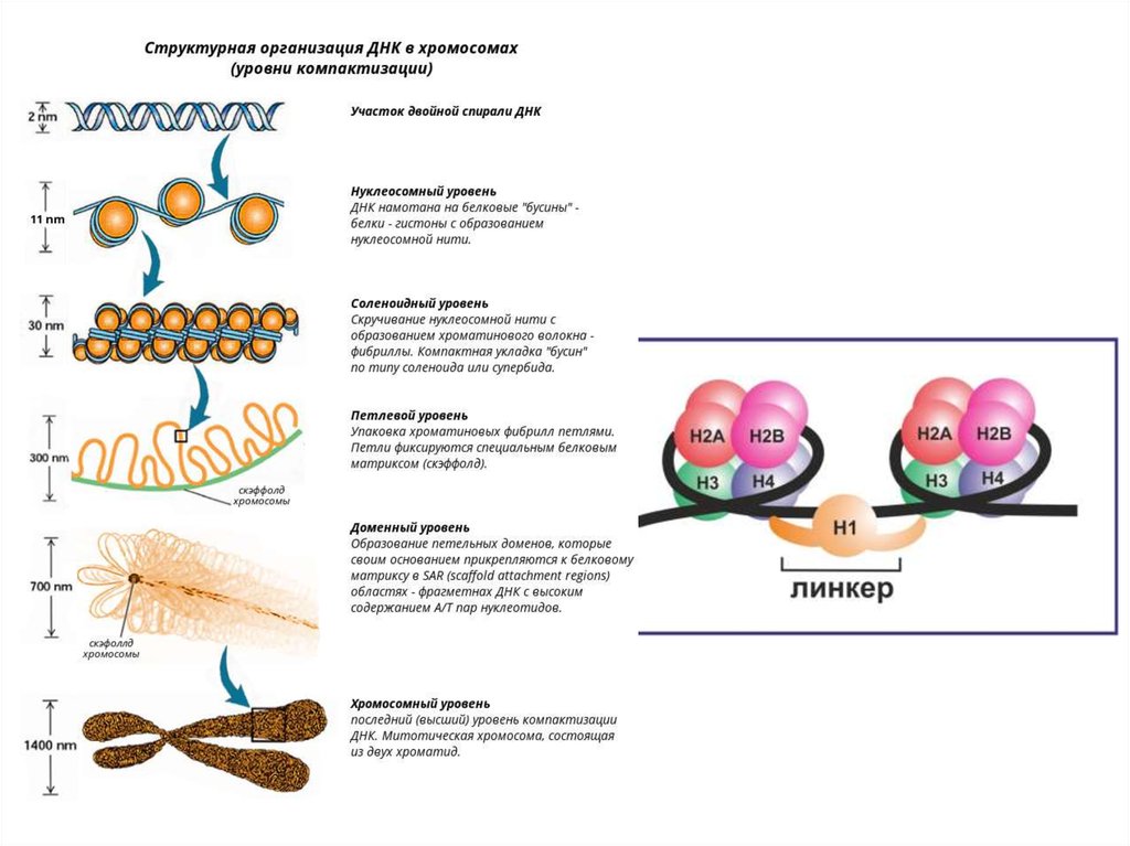 4 спирализация хромосом происходит в. Петлевой уровень компактизации ДНК. Уровни компактизации ДНК эукариот. Структурная организация ДНК.