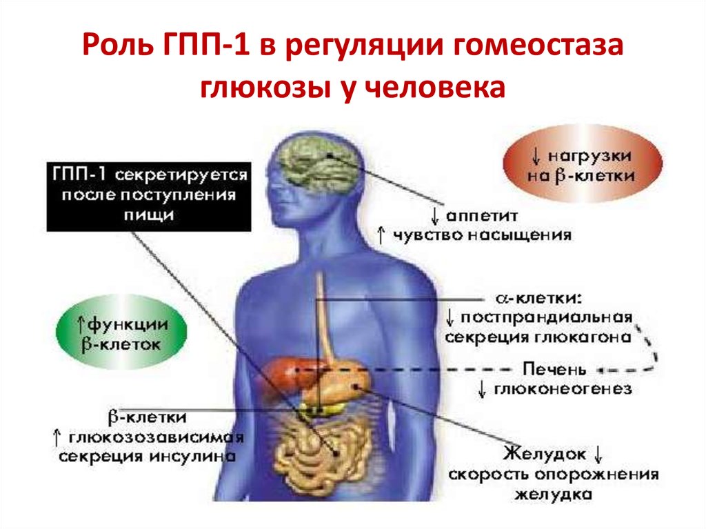 Роль глюкозы в живых организмах. Роль гомеостаза в организме. Регуляция гомеостаза в организме человека. Регуляция гомеостаза Глюкозы. Роль Глюкозы в организме человека.