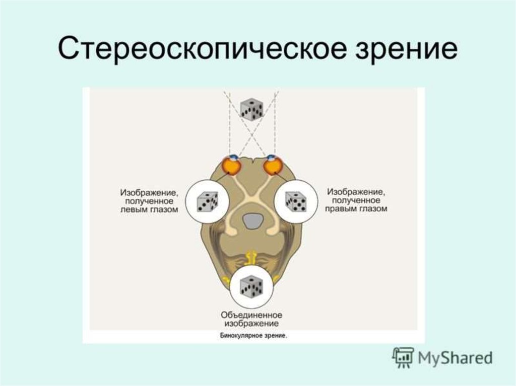 Бинокулярное зрение это способность одновременно видеть. Механизм стереоскопического зрения. Стереоскопическое зрение схема. Бинокулярное зрение человека схема. Механизм бинокулярного (стереоскопического) зрения..