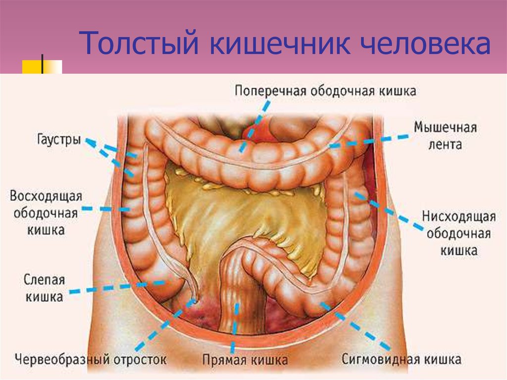 Толстый кишечник человека