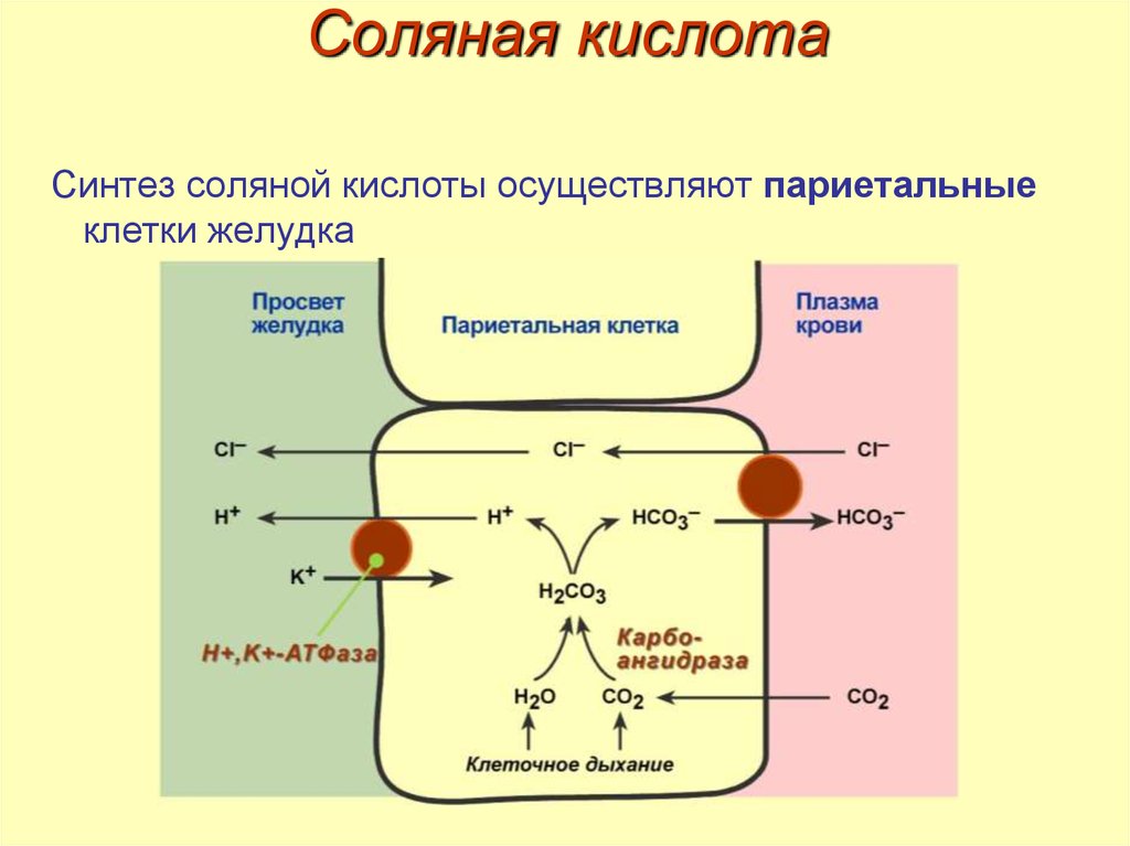 Образование соляных. Механизм секреции соляной кислоты. Механизм секреции соляной кислоты биохимия. Механизм образования соляной кислоты. Схема секреции соляной кислоты в желудке.