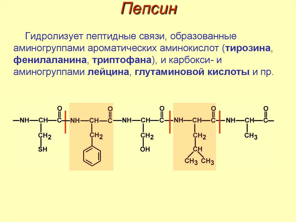 Расщепление полипептидов. Химическое строение пепсина. Пепсин формула структура. Фенилаланин пептидная связь. Фермент пепсин структура.