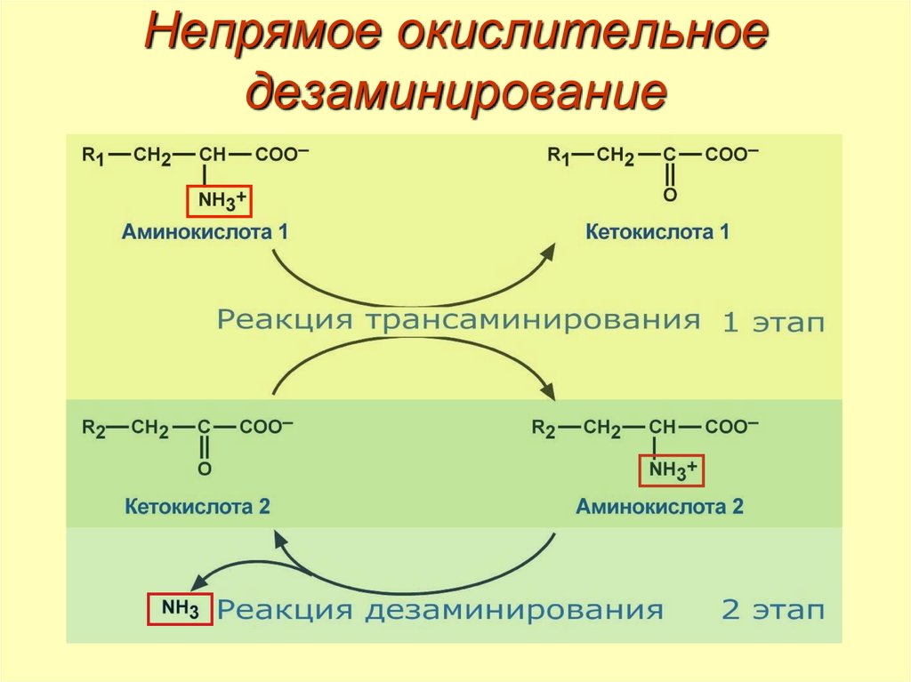 Непрямое окислительное дезаминирование. Реакция непрямого окислительного дезаминирования фенилаланина. Непрямое дезаминирование аминокислот. Прямое и Непрямое дезаминирование аминокислот биохимия.