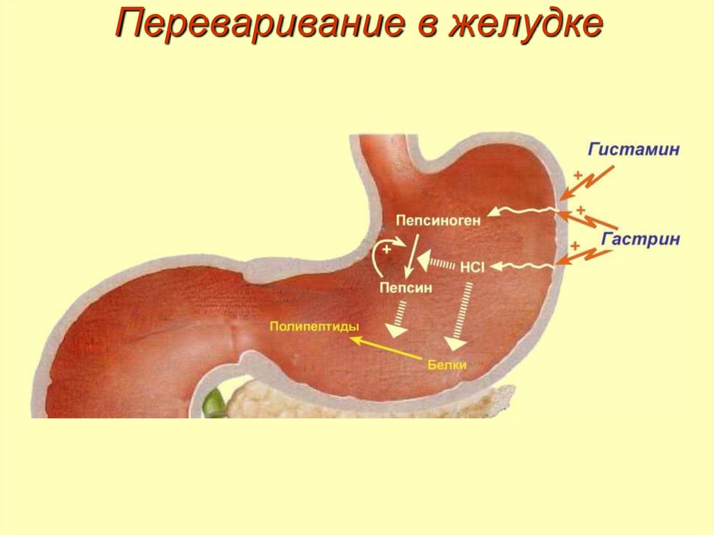 Пища в желудке. Переваривание в желудке. Переваривание в желудк. Переваривание белков в желудке. Переваривпние белка в желудке.
