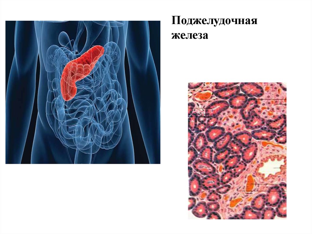 5 поджелудочная железа. Поджелудочная железа слайд. Презентация на тему поджелудочная железа. Гистологическое исследование поджелудочной железы.