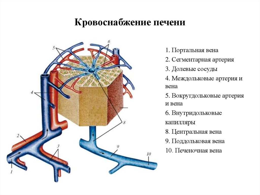 Строение печени схема