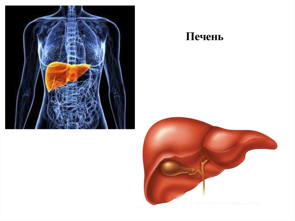 Где печень картинка. Желудок селезенка поджелудочная железа. Расположение печени. Печень и поджелудочная железа.