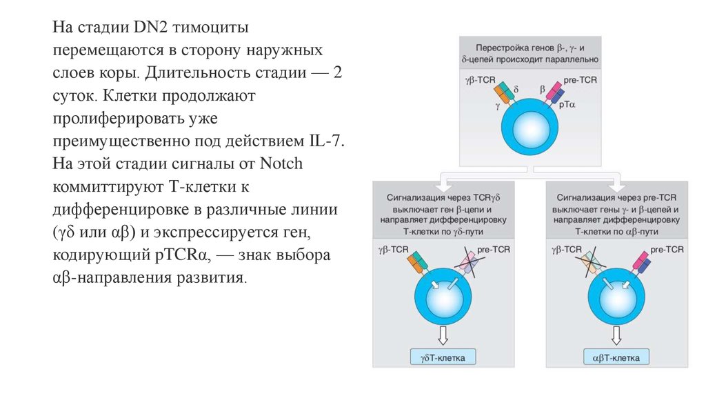 Цепь ген 3. Тимоциты это DN. Выключенные гены. Перестройка генов. Выключение Гена.