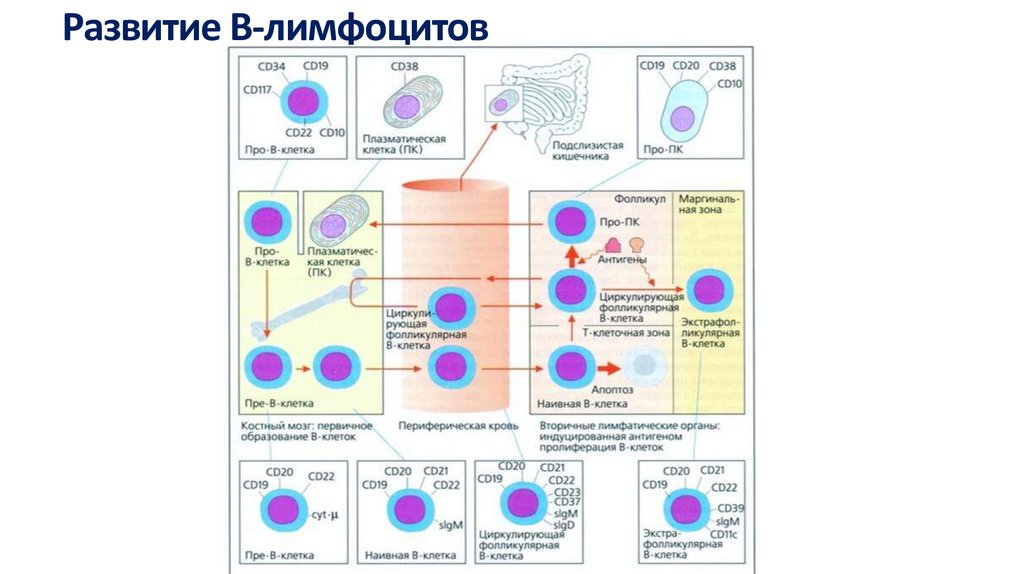 Развитие В-лимфоцитов