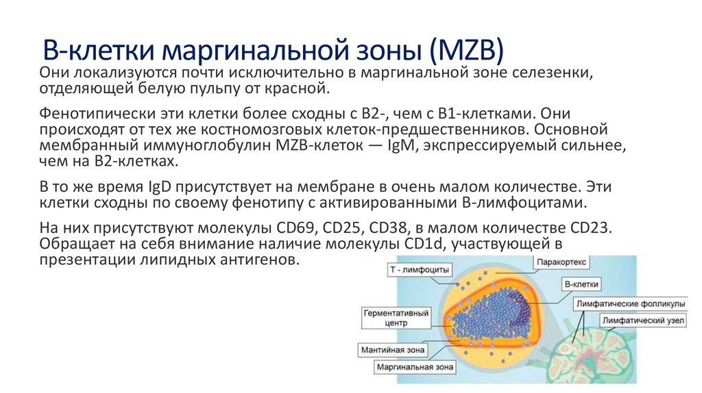 B-клетки маргинальной зоны (MZB)