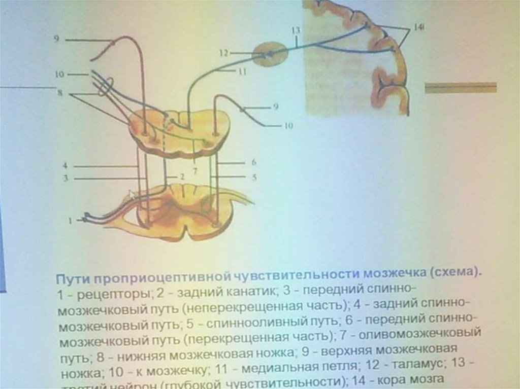 Проприоцептивная чувствительность презентация