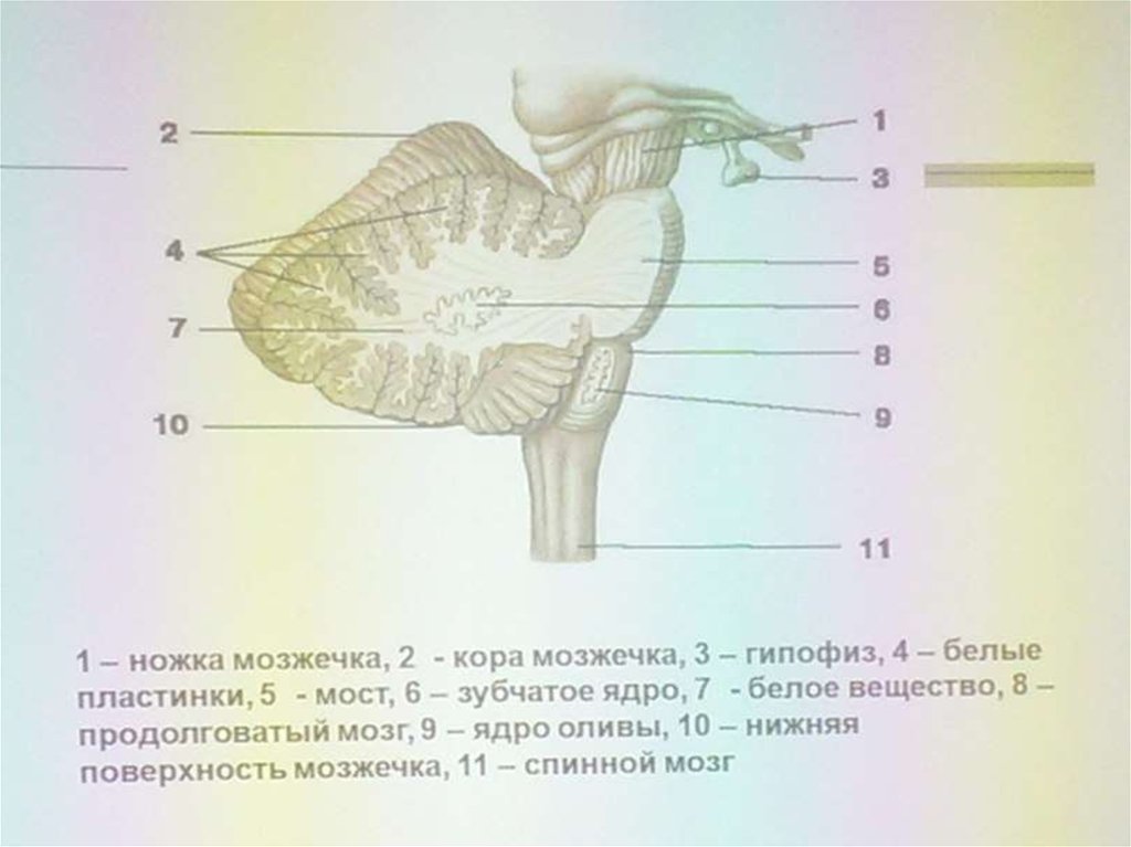 Вырезка мозжечка. Мозжечок с ядрами на разрезе. Мозжечок анатомия латынь. Строение мозжечка анатомия. Мозжечок боковой срез ножки мозжечка.