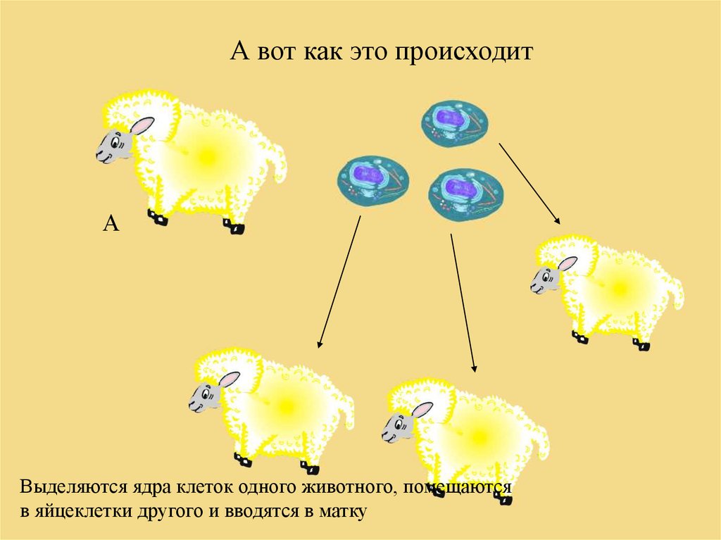 Селекция генотипов это. Генетика теоретическая основа селекции. Генетические основы селекции. Генетические основы селекции организмов. Селекция и генетика растений.