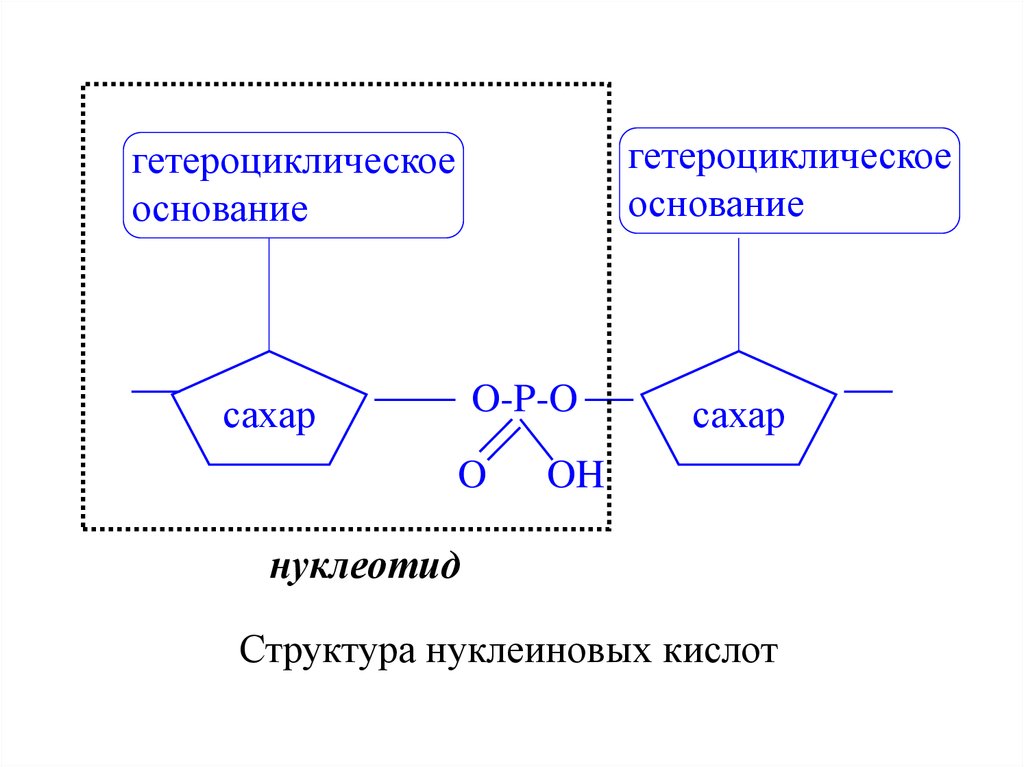 Мономер нуклеиновой кислоты аминокислота. Нуклеотиды и нуклеиновые кислоты. Структура нуклеиновых кислот. Аминокислоты и нуклеиновые основания. Аминокислоты и нуклеиновые кислоты.