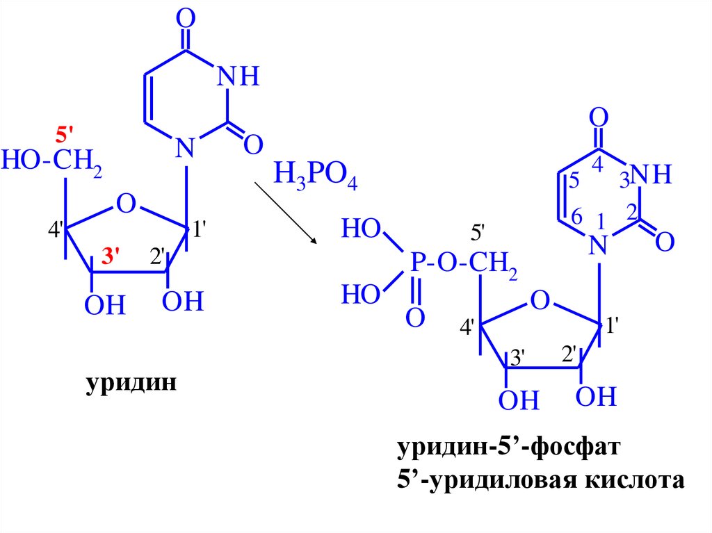 Три синтез. Уридин-5′-фосфат 5′-уридиловая кислота. Уридин 5 фосфат формула. Нуклеотид уридин 5 фосфат. Схема образования уридин 5 фосфат.