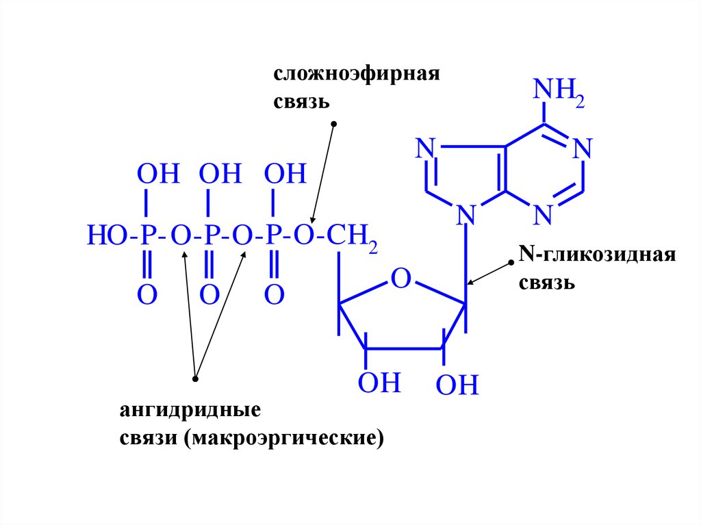 N ацитилкарнозин