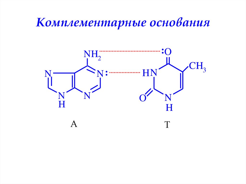 Комплиментарная пара. Комплементарные азотистые основания. Комплементарные аминокислоты. Комплементарные пары. Биологическая роль пептидов.