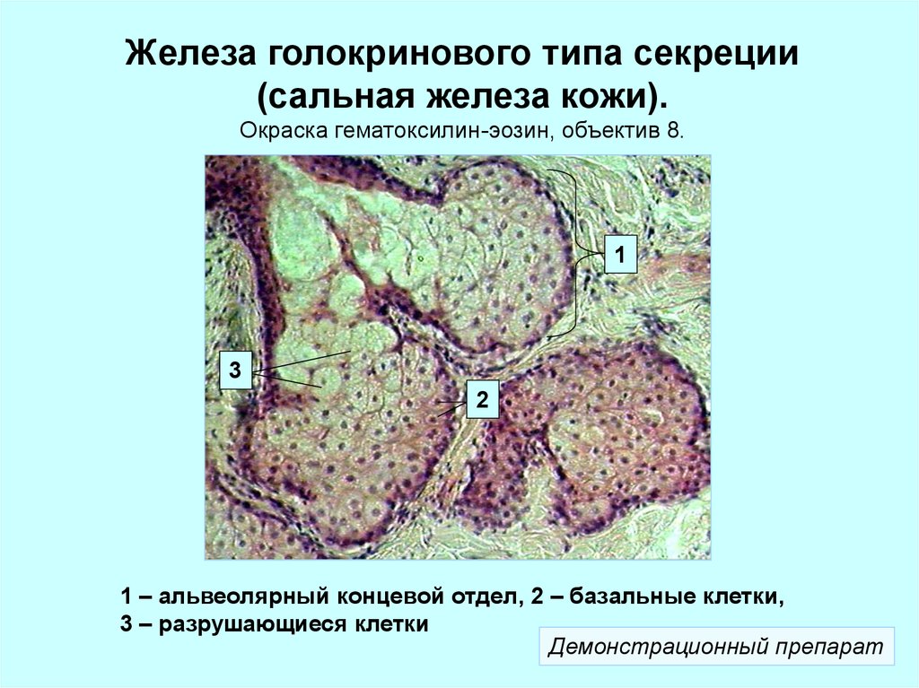 Тип сальных желез кожи