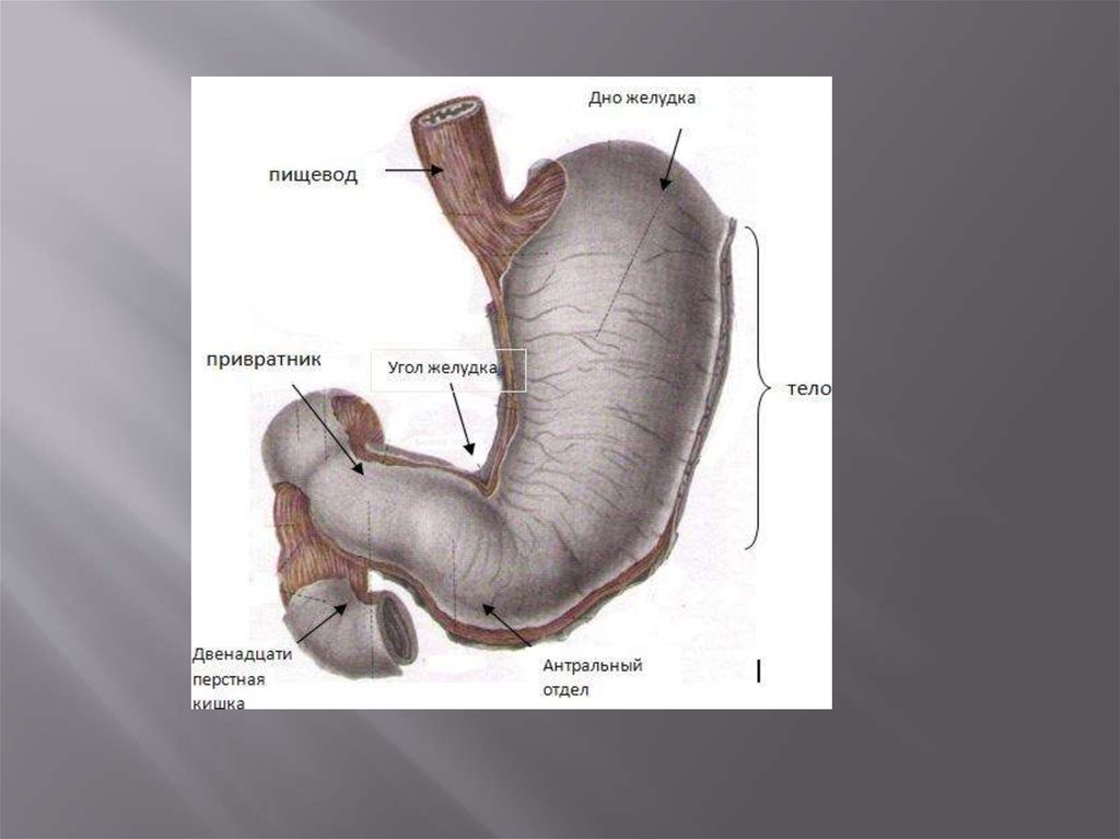 1 пищевод. Пилорический сфинктер желудка. Пилорический отдел желудка латынь. Привратниковая пещера желудка анатомия. Строение желудка тело свод.