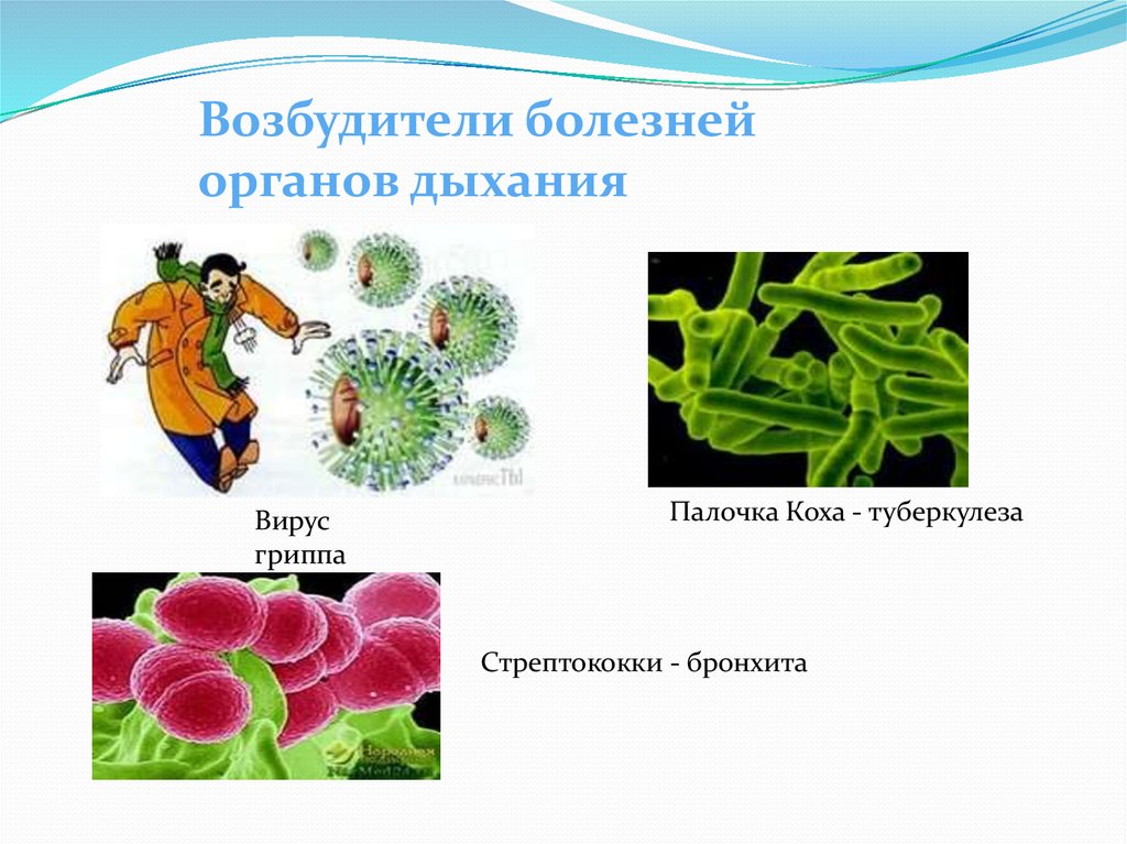 Вирус дыши. Возбудитель бронхита. Грипп возбудитель палочка Коха. Способы дыхания вирусов. Вирусы Тип дыхания.