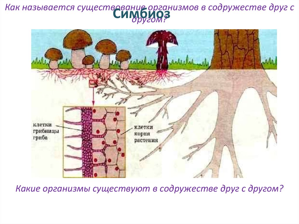 Какие организмы существуют