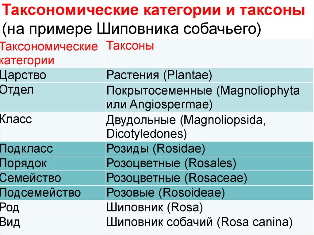 Крупные таксономические группы. Систематика. Систематика таксонов растений. Классификация таксонов. Таксономические названия.