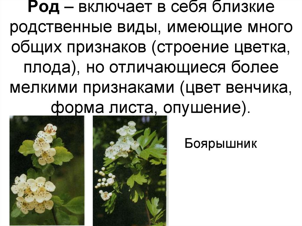 Включи род. Родственные виды. Родственные виды растений. Близко родственные виды растений. Во что объединяются родственные виды растений.