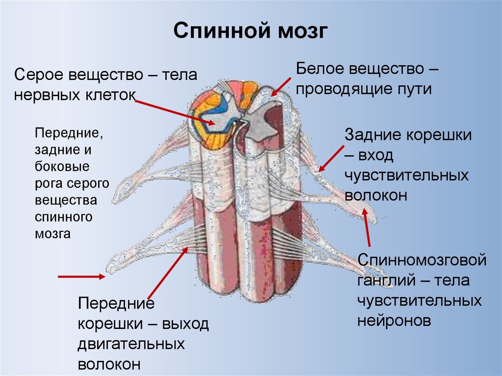 Боковой столб. Строение серого и белого вещества спинного мозга. Белое вещество спинного Мока. Строение серого вещества спинного мозга анатомия. Строение белого вещества спинного мозга.