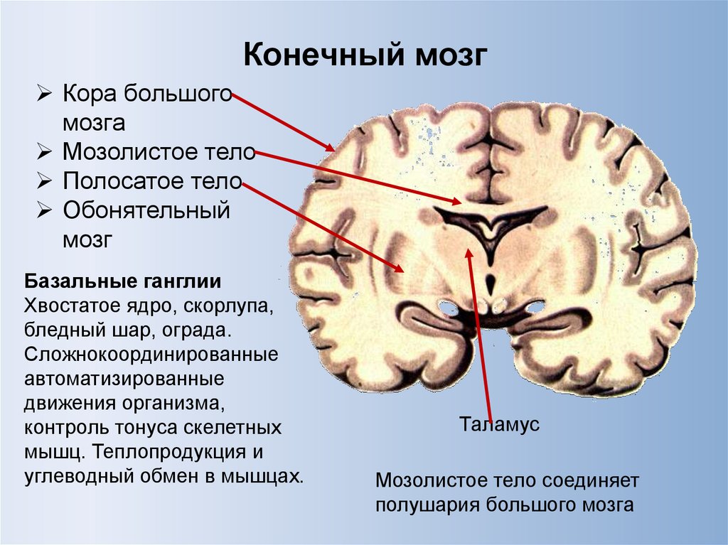 Ядра мозга образованный. Базальные ядра сбоку. Анатомия мозга человека мозолистое тело. Мозолистое тело и полосатое тело. Строение конечного мозга мозолистое тело.