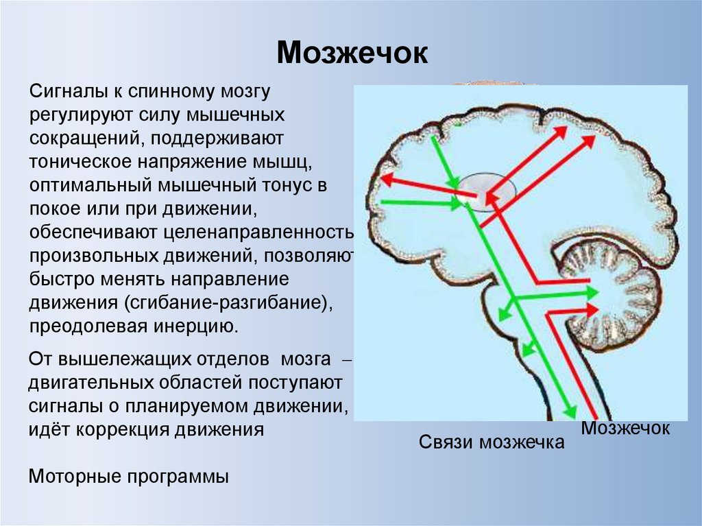 Центр координации движений находится в каком мозге. Мозжечок. Физиология мозжечка. Мозжечок и спинной мозг. Спинальный мозжечок.