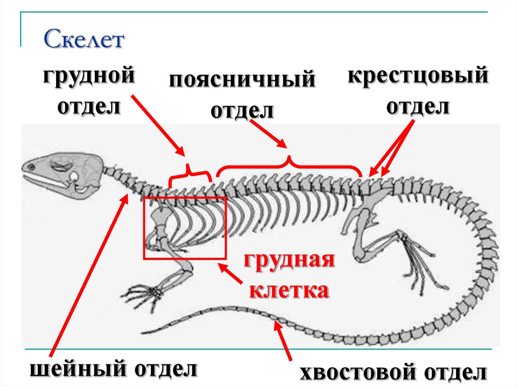 Шейный отдел пресмыкающихся состоит из. Скелет пресмыкающихся отделы биология 7. Строение скелета рептилий. Осевой скелет рептилий. Скелет ящерицы биология 7 класс.