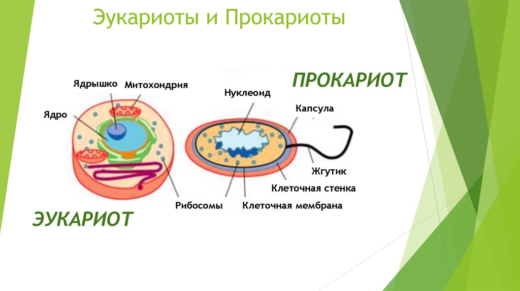 Что входит в прокариоты. Строение прокариот и эукариот рисунок. Строение прокариот и эукариот. Строение клетки прокариот и эукариот. Строение клетки бактерий и эукариот.
