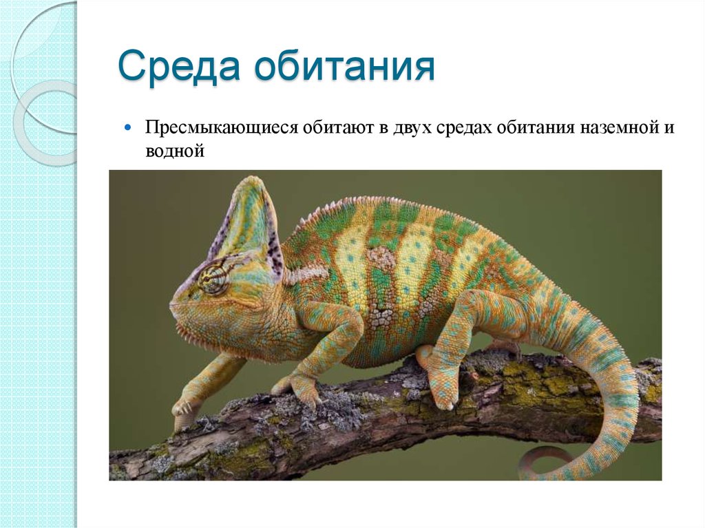 Среда обитания