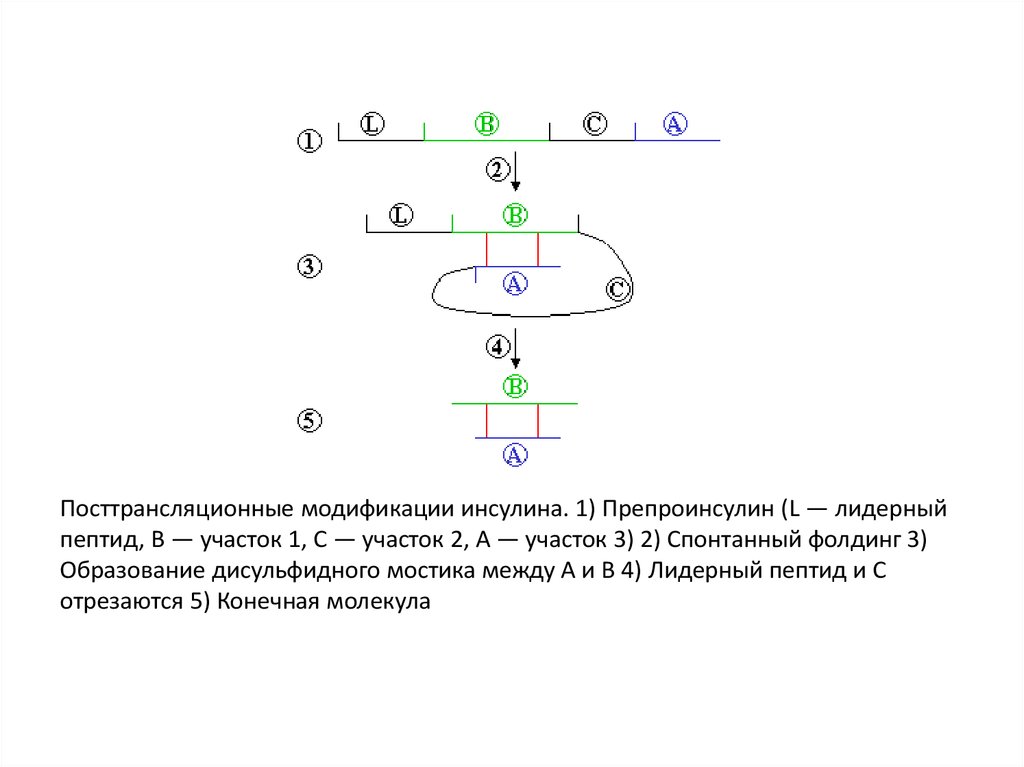 Посттрансляционные модификации инсулина. 1) Препроинсулин (L — лидерный пептид, B — участок 1, C — участок 2, А — участок 3) 2)