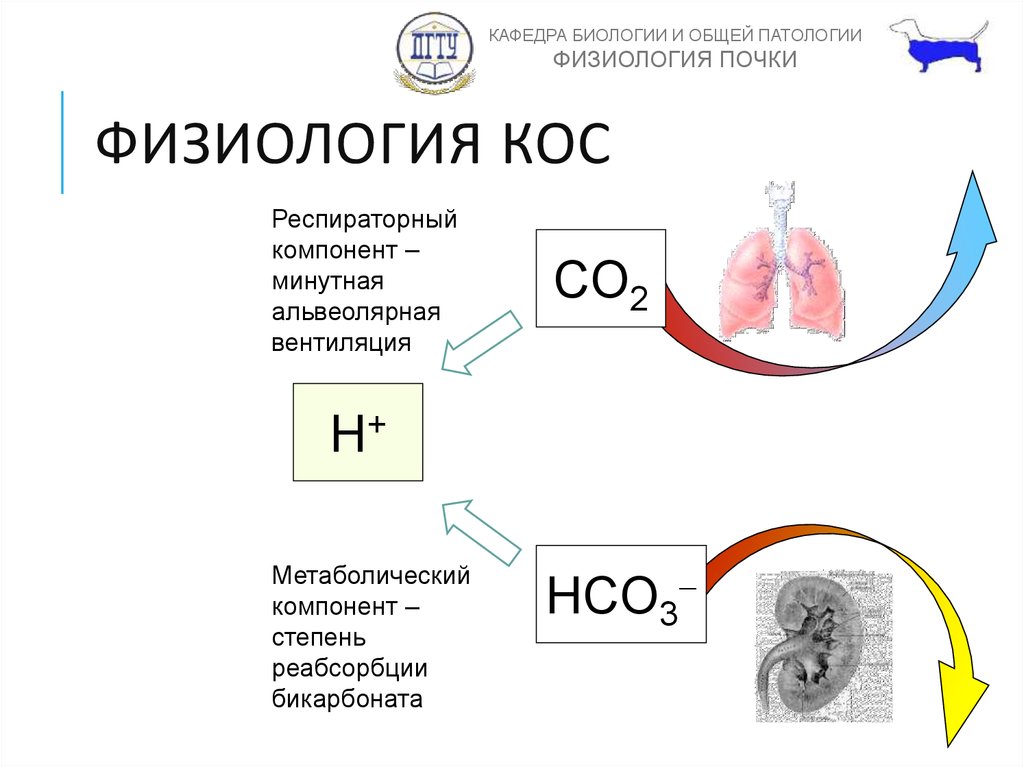 Кос физиология