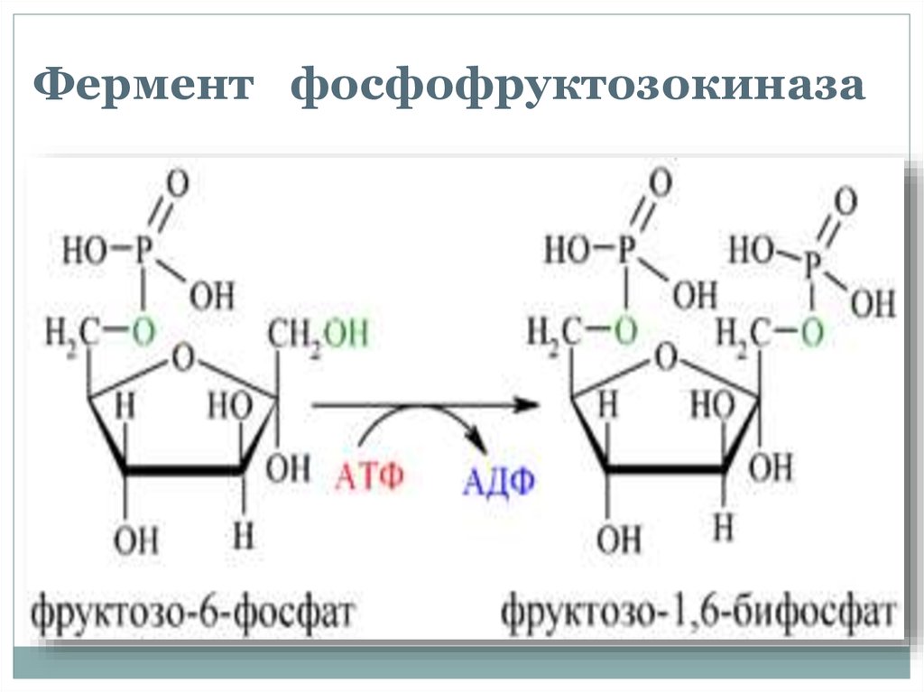 Фруктоза ферменты. Фруктоза в фруктозо 6 фосфат. Превращение глюкозо 6 фосфата в фруктозо 6 фосфат. Гюкоза-6-фосфат в фруктозу-1-фосфат. Глюкозо 6 фосфат в фруктозо 6.