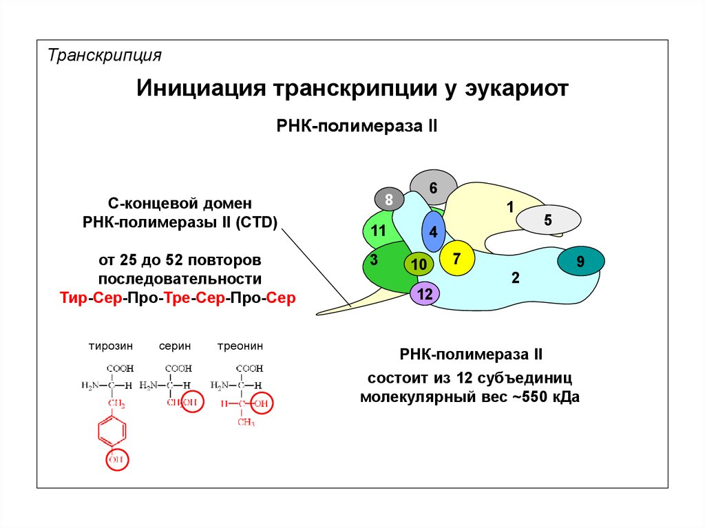 Рнк полимераза участвует. Строение РНК полимеразы у эукариот. Фермент РНК полимераза. С концевой домен РНК полимеразы. Структура РНК полимеразы II.