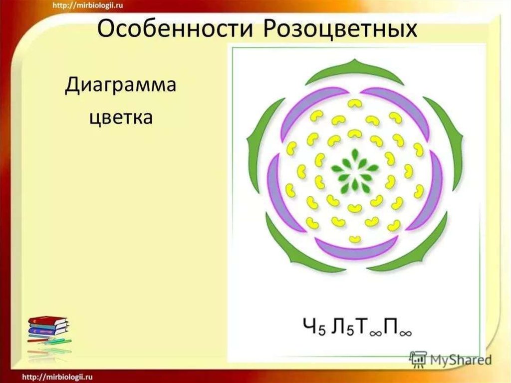 Жизненная формула цветка