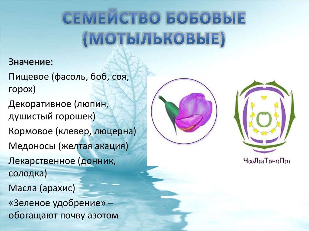 Роль гороха. Значение семейства бобовых. Представители семейства Мотыльковые бобовые 6 класс. Значение мотыльковых бобовых растений. Семейство Мотыльковые бобовые значение.