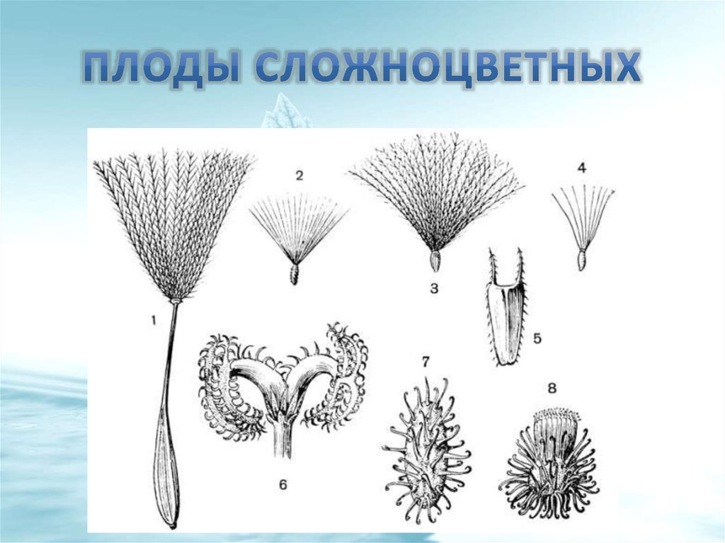 Сложноцветные плод коробочка. Семейство Сложноцветные плод. Плод семянка семейство Сложноцветные. Типы плодов астровых. Сложноцветные растения с семянкой.