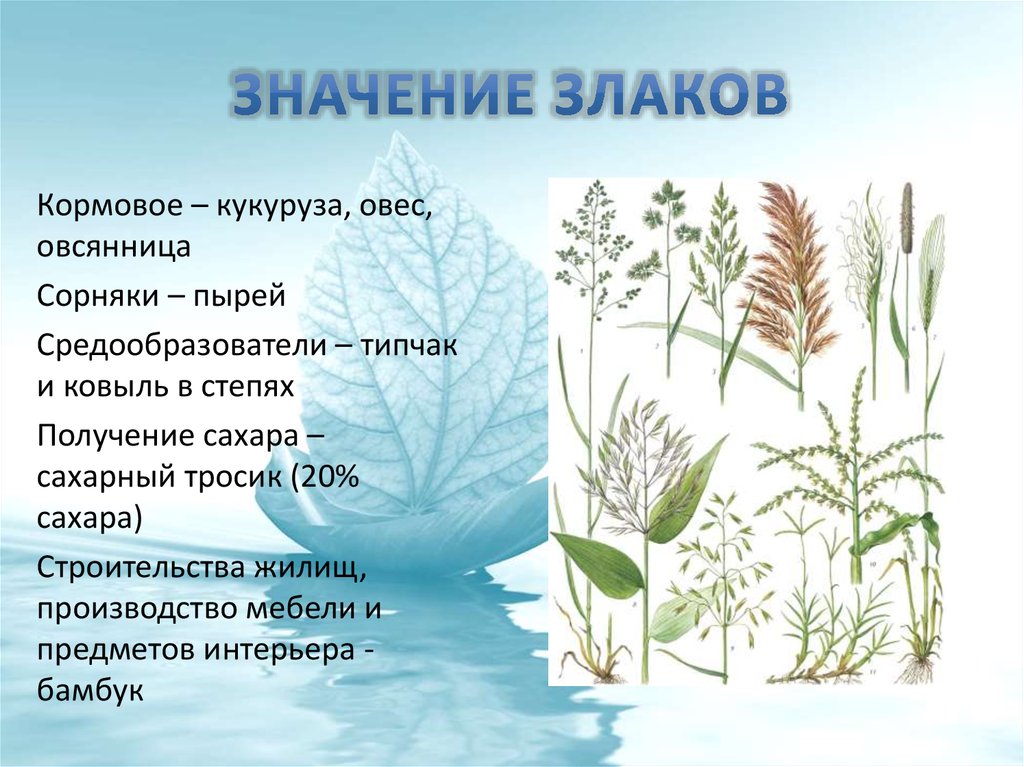 Каково значение злаков в жизни человека. Семейство злаковые значение. Значение злаковых растений. Злаковые представители и их значение. Значение злаковых растений в природе.