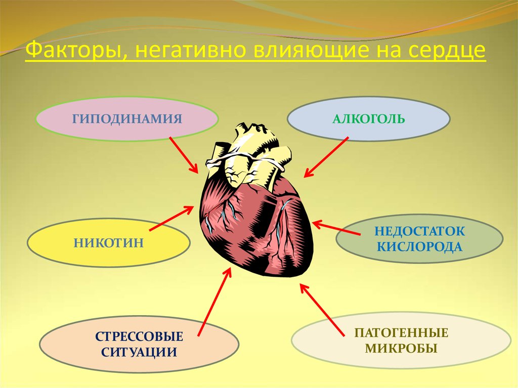 Назовите не менее 3. Факторы влияющие на работу сердца. Факторы негативно влияющие на сердце. Факторы негативно влияющие на сердечно-сосудистую систему. Гиподинамия влияние на сердце.