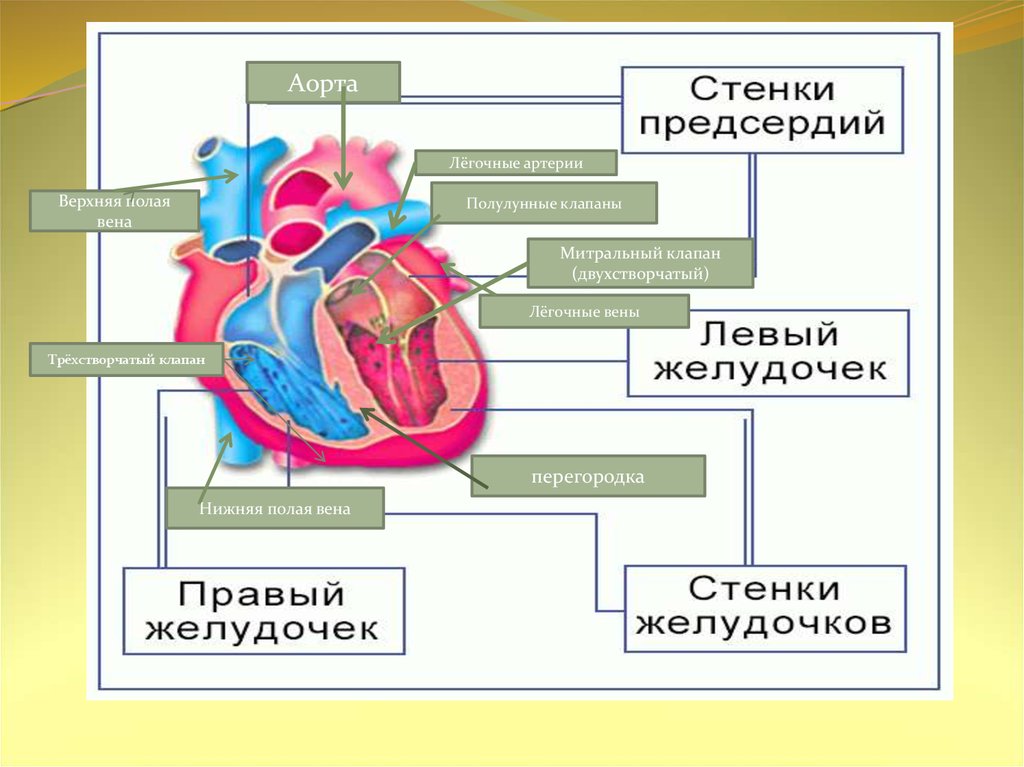 Клапаны расположенные между предсердиями и желудочками. Трехстворчатый клапан и двухстворчатый клапан. Полулунный клапан легочной артерии. Двухстворчатый клапан трехстворчатый клапан полулунный клапан. Трехстворчатый и двухстворчатый клапаны сердца.