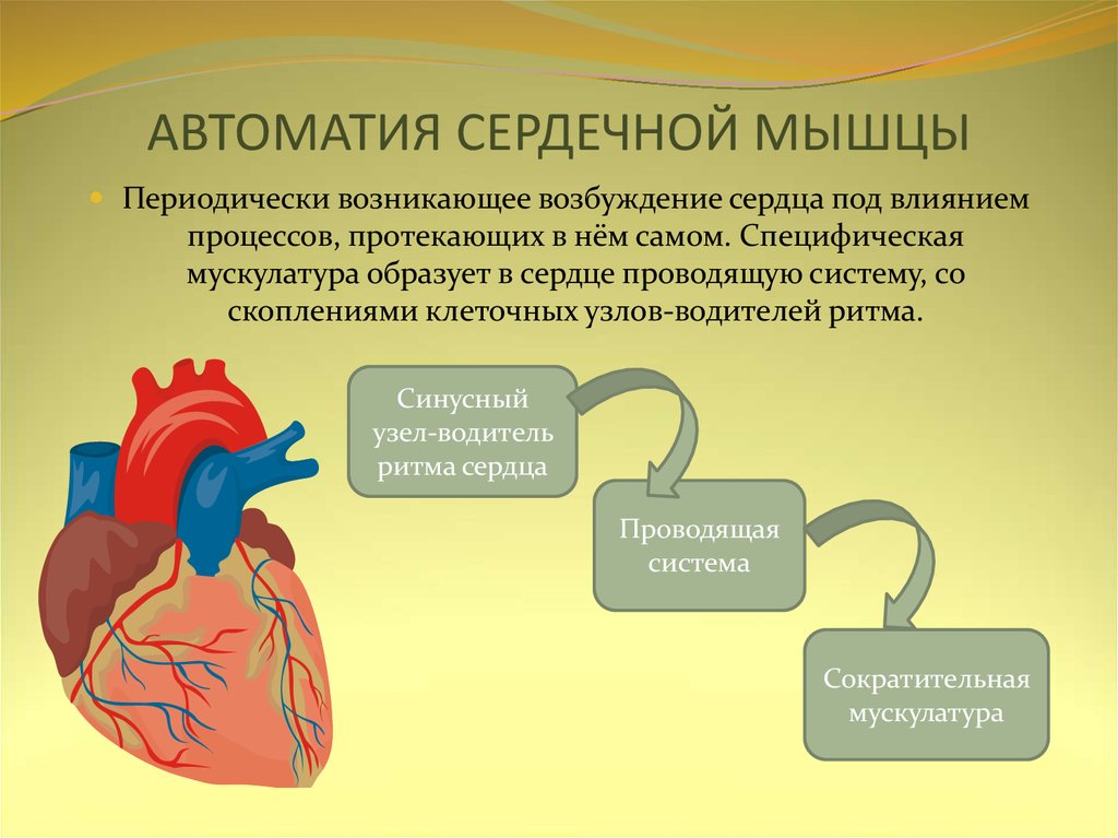 Сердечный проводить. Механизм автоматии сердца физиология. Автоматия сердечной мышцы. Автоматия работы сердца. Автоматия сердца человека.